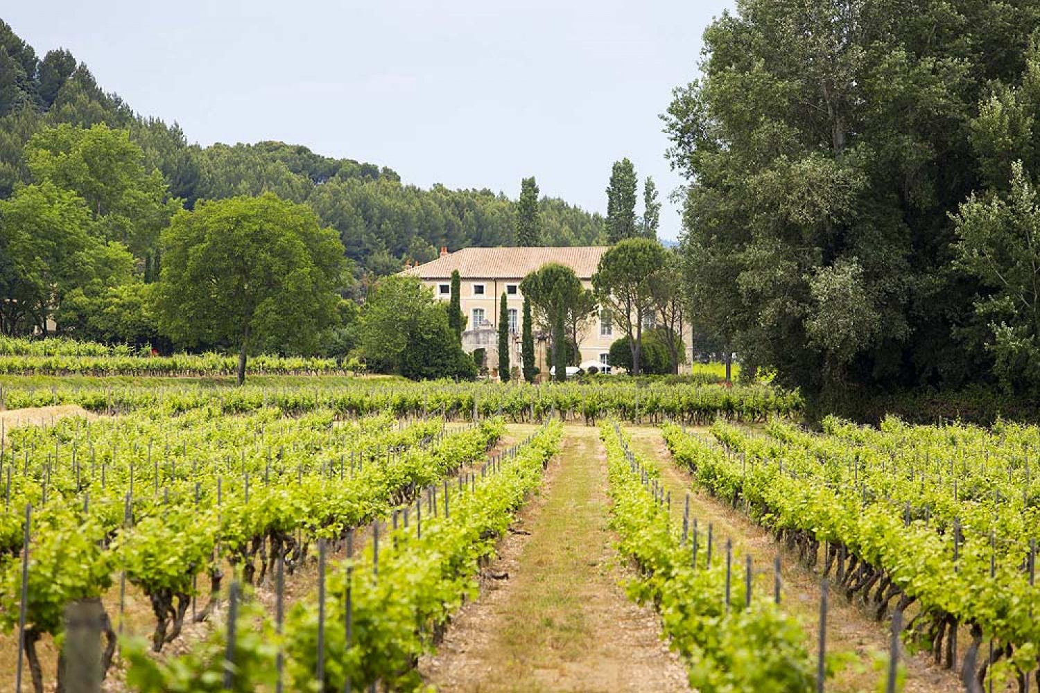golf-expedition-golf-reizen-frankrijk-regio-provence-chateau-talaud-wijngaard.jpg