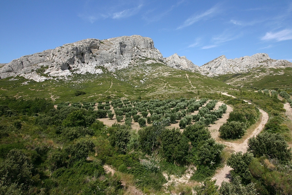 golf-expedition-golf-reizen-regio-provence-Mas-De-L'Ouilivé-wijngaard-in-omgeving