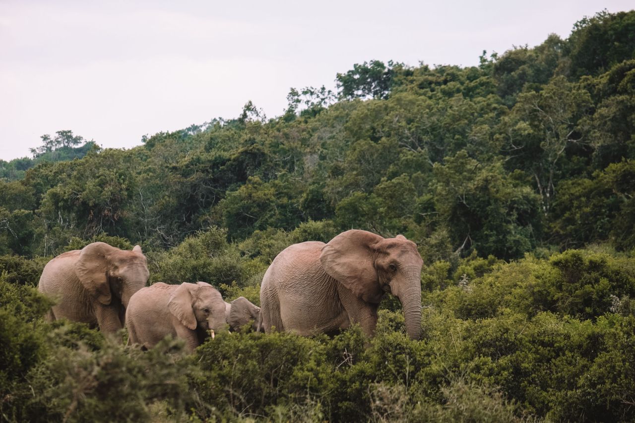 golf-expedition-golf-reizen-zuid-afrika-park-met-olifanten.jpg